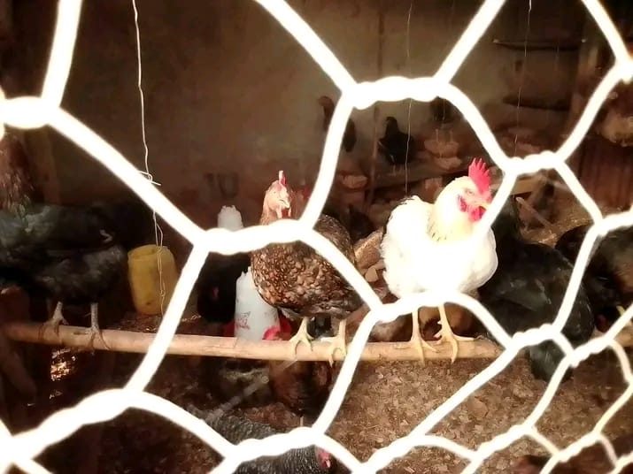 Animal products from Peshem Farm