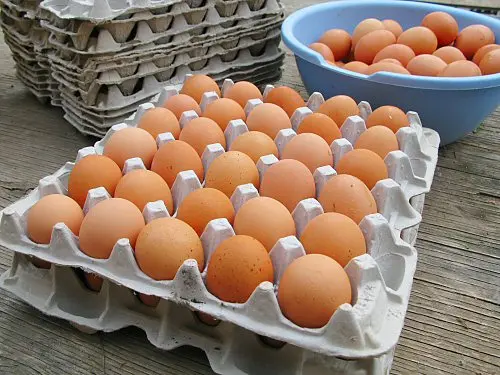 Eggs