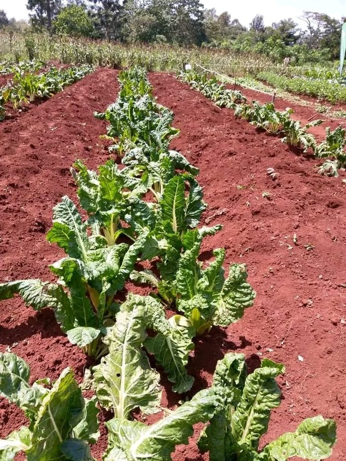 Kale / Sukuma Wiki
