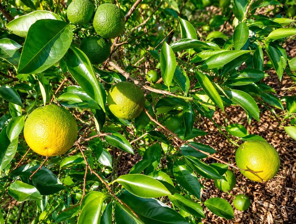 Oranges grown at Peshem Farm